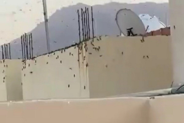 Locust swarm in Makkah eradicated by Saudi authorities