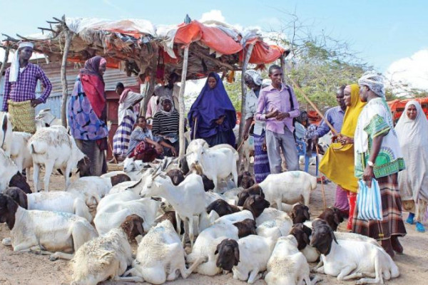 Restricted Hajj hits Somalia’s struggling livestock economy